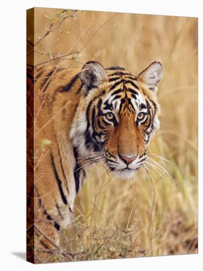 Royal Bengal Tiger Watching, Ranthambhor National Park, India-Jagdeep Rajput-Stretched Canvas