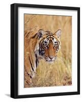 Royal Bengal Tiger Watching, Ranthambhor National Park, India-Jagdeep Rajput-Framed Photographic Print