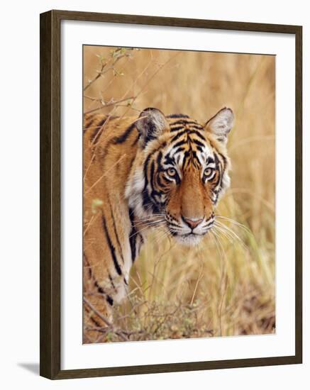 Royal Bengal Tiger Watching, Ranthambhor National Park, India-Jagdeep Rajput-Framed Photographic Print