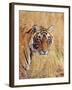 Royal Bengal Tiger Watching, Ranthambhor National Park, India-Jagdeep Rajput-Framed Photographic Print