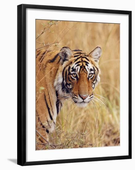 Royal Bengal Tiger Watching, Ranthambhor National Park, India-Jagdeep Rajput-Framed Photographic Print