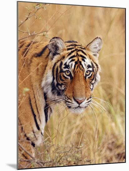 Royal Bengal Tiger Watching, Ranthambhor National Park, India-Jagdeep Rajput-Mounted Photographic Print