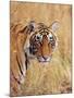 Royal Bengal Tiger Watching, Ranthambhor National Park, India-Jagdeep Rajput-Mounted Photographic Print