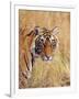 Royal Bengal Tiger Watching, Ranthambhor National Park, India-Jagdeep Rajput-Framed Photographic Print