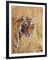 Royal Bengal Tiger Watching, Ranthambhor National Park, India-Jagdeep Rajput-Framed Photographic Print