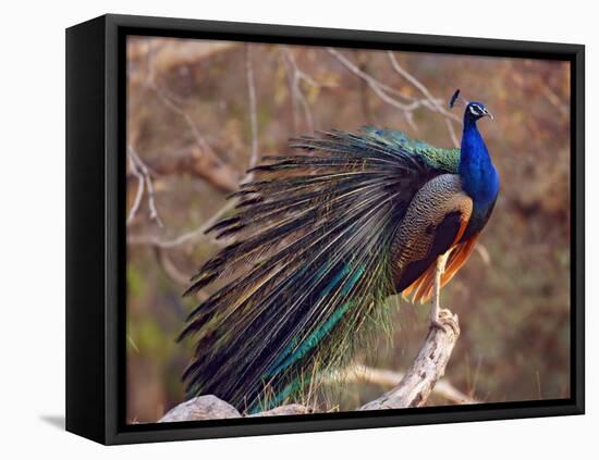 Royal Bengal Tiger Watching, Ranthambhor National Park, India-Jagdeep Rajput-Framed Stretched Canvas