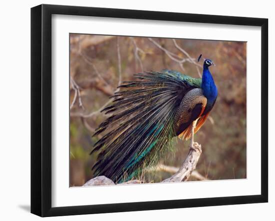 Royal Bengal Tiger Watching, Ranthambhor National Park, India-Jagdeep Rajput-Framed Premium Photographic Print