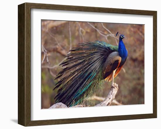 Royal Bengal Tiger Watching, Ranthambhor National Park, India-Jagdeep Rajput-Framed Photographic Print