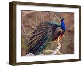 Royal Bengal Tiger Watching, Ranthambhor National Park, India-Jagdeep Rajput-Framed Photographic Print