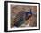 Royal Bengal Tiger Watching, Ranthambhor National Park, India-Jagdeep Rajput-Framed Photographic Print