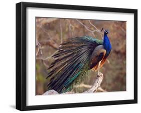 Royal Bengal Tiger Watching, Ranthambhor National Park, India-Jagdeep Rajput-Framed Photographic Print