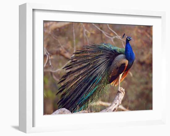 Royal Bengal Tiger Watching, Ranthambhor National Park, India-Jagdeep Rajput-Framed Photographic Print