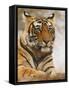 Royal Bengal Tiger Watching, Ranthambhor National Park, India-Jagdeep Rajput-Framed Stretched Canvas