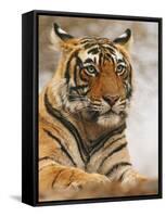 Royal Bengal Tiger Watching, Ranthambhor National Park, India-Jagdeep Rajput-Framed Stretched Canvas