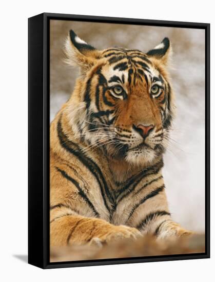 Royal Bengal Tiger Watching, Ranthambhor National Park, India-Jagdeep Rajput-Framed Stretched Canvas