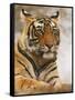 Royal Bengal Tiger Watching, Ranthambhor National Park, India-Jagdeep Rajput-Framed Stretched Canvas