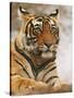 Royal Bengal Tiger Watching, Ranthambhor National Park, India-Jagdeep Rajput-Stretched Canvas