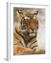 Royal Bengal Tiger Watching, Ranthambhor National Park, India-Jagdeep Rajput-Framed Premium Photographic Print