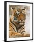 Royal Bengal Tiger Watching, Ranthambhor National Park, India-Jagdeep Rajput-Framed Premium Photographic Print