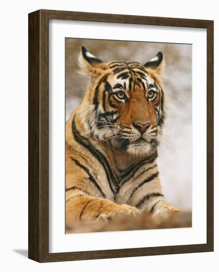 Royal Bengal Tiger Watching, Ranthambhor National Park, India-Jagdeep Rajput-Framed Photographic Print