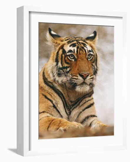 Royal Bengal Tiger Watching, Ranthambhor National Park, India-Jagdeep Rajput-Framed Photographic Print