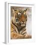 Royal Bengal Tiger Watching, Ranthambhor National Park, India-Jagdeep Rajput-Framed Photographic Print