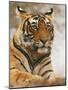 Royal Bengal Tiger Watching, Ranthambhor National Park, India-Jagdeep Rajput-Mounted Photographic Print