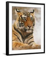 Royal Bengal Tiger Watching, Ranthambhor National Park, India-Jagdeep Rajput-Framed Photographic Print