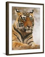 Royal Bengal Tiger Watching, Ranthambhor National Park, India-Jagdeep Rajput-Framed Photographic Print