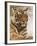 Royal Bengal Tiger Watching, Ranthambhor National Park, India-Jagdeep Rajput-Framed Photographic Print