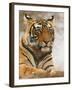 Royal Bengal Tiger Watching, Ranthambhor National Park, India-Jagdeep Rajput-Framed Photographic Print