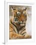 Royal Bengal Tiger Watching, Ranthambhor National Park, India-Jagdeep Rajput-Framed Photographic Print