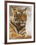 Royal Bengal Tiger Watching, Ranthambhor National Park, India-Jagdeep Rajput-Framed Photographic Print