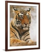 Royal Bengal Tiger Watching, Ranthambhor National Park, India-Jagdeep Rajput-Framed Photographic Print