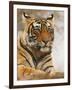 Royal Bengal Tiger Watching, Ranthambhor National Park, India-Jagdeep Rajput-Framed Photographic Print