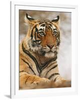 Royal Bengal Tiger Watching, Ranthambhor National Park, India-Jagdeep Rajput-Framed Photographic Print