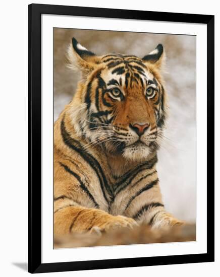 Royal Bengal Tiger Watching, Ranthambhor National Park, India-Jagdeep Rajput-Framed Photographic Print