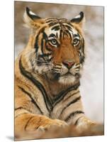 Royal Bengal Tiger Watching, Ranthambhor National Park, India-Jagdeep Rajput-Mounted Photographic Print