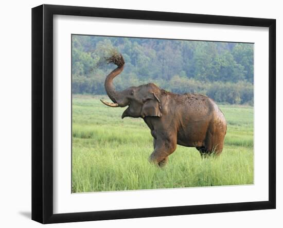 Royal Bengal Tiger Watching, Ranthambhor National Park, India-Jagdeep Rajput-Framed Photographic Print