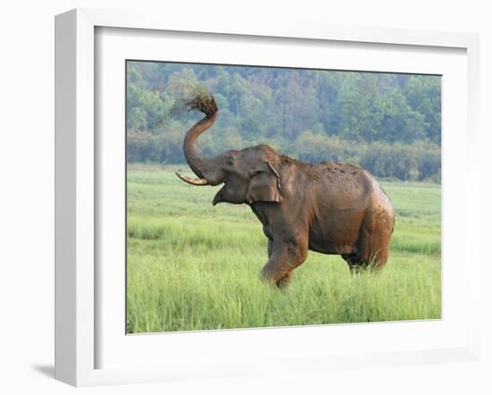 Royal Bengal Tiger Watching, Ranthambhor National Park, India-Jagdeep Rajput-Framed Photographic Print