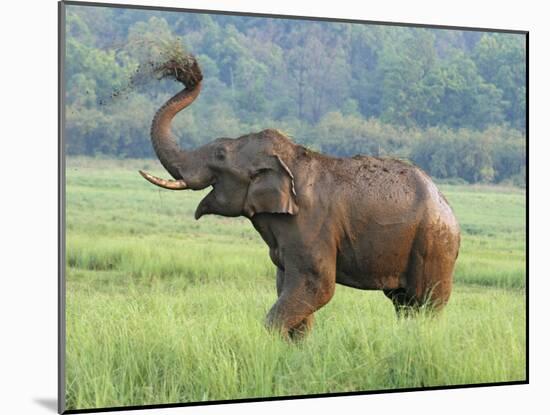 Royal Bengal Tiger Watching, Ranthambhor National Park, India-Jagdeep Rajput-Mounted Photographic Print