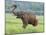 Royal Bengal Tiger Watching, Ranthambhor National Park, India-Jagdeep Rajput-Mounted Photographic Print