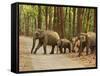 Royal Bengal Tiger Watching, Ranthambhor National Park, India-Jagdeep Rajput-Framed Stretched Canvas