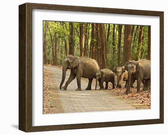 Royal Bengal Tiger Watching, Ranthambhor National Park, India-Jagdeep Rajput-Framed Photographic Print