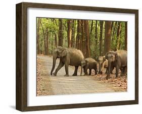 Royal Bengal Tiger Watching, Ranthambhor National Park, India-Jagdeep Rajput-Framed Photographic Print