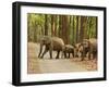 Royal Bengal Tiger Watching, Ranthambhor National Park, India-Jagdeep Rajput-Framed Photographic Print