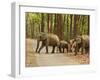 Royal Bengal Tiger Watching, Ranthambhor National Park, India-Jagdeep Rajput-Framed Photographic Print