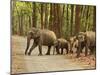 Royal Bengal Tiger Watching, Ranthambhor National Park, India-Jagdeep Rajput-Mounted Photographic Print