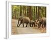 Royal Bengal Tiger Watching, Ranthambhor National Park, India-Jagdeep Rajput-Framed Photographic Print