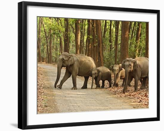 Royal Bengal Tiger Watching, Ranthambhor National Park, India-Jagdeep Rajput-Framed Photographic Print